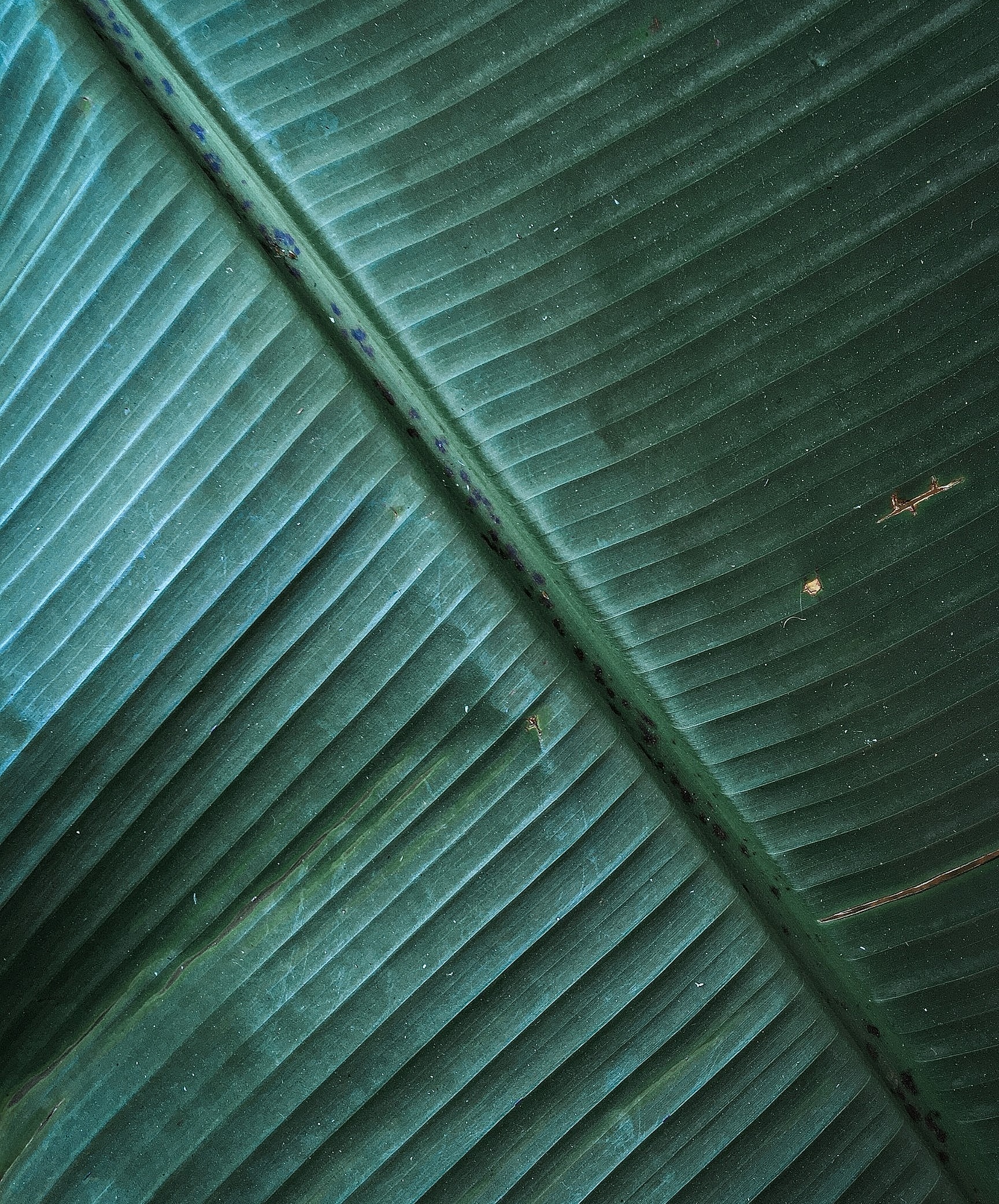 Close-up of textured green leaves.